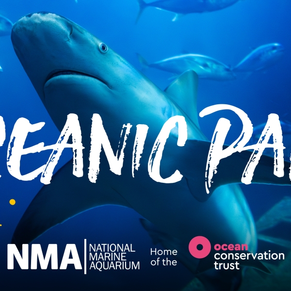 Oceanic Panic Announced! A Shark Rescue Adventure!